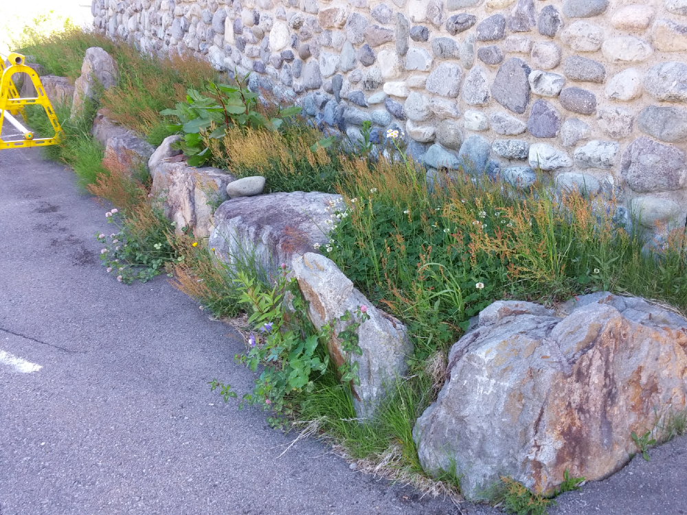 花植え前：花壇